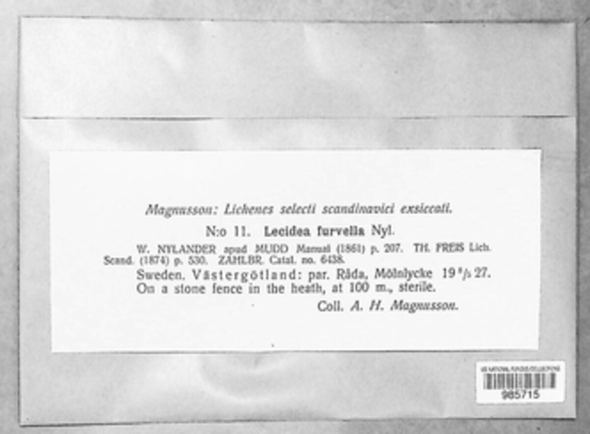 Lambiella furvella image